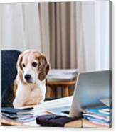 A Dog Sitting On A Chair At A Table With Laptop In Home Office. Canvas Print