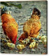 A Family Of Chickens Canvas Print