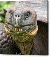 A Galapagos Tortoise  At The Ranch Manzanillo Preserve Canvas Print