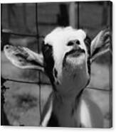 A Goat's Smile Canvas Print