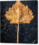 A Golden Leaf On Black Asphalt Canvas Print