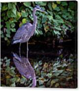 A Great Blue Heron And Its Reflection In The Bronx River Canvas Print