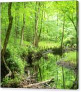 A Green Spring View In The Forest Canvas Print