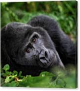 A Large Silverback Mountain Gorilla, Gorilla Beringei Beringei, Lies In The Undergrowth Of The Bwindi Impenetrable Forest, Uganda. Canvas Print