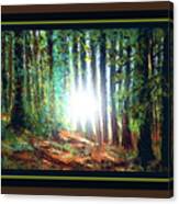 A Light In The Forest Canvas Print