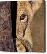 A Lion Cub Plays Hide And Seek Wildlife Rescue Canvas Print