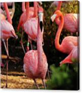 American Flamingo - Hey, You Stay Canvas Print