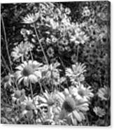 A Meadow Of Daisies In Black And White Canvas Print