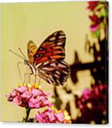 A Monarch Butterfly Sits On A Flower While Eating Its Nectar. Canvas Print