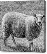 A Monochrome Sheep Canvas Print