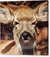 A Mule Deer Canvas Print