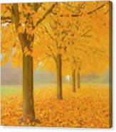 Misty Sycamore Tree Avenue In Autumn Canvas Print
