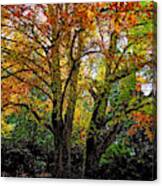 A Pair Of Birches Canvas Print