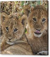 Afrique majestätischer lion dans la Masai Mara 1000 pièces Puzzle 4056502651307 