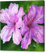 A Pair Of Pink Azalea Flowers Canvas Print