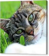 A Part Of Body Of Domestic Cat Lying In Grass And Looking On Camera In Right Moment Canvas Print