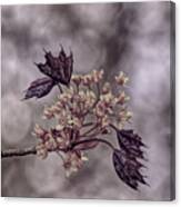 A Pastel Red Maple Bloom Canvas Print