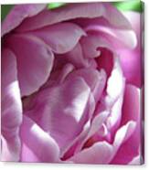 A Pink Tulip Opening Up In The Garden Canvas Print
