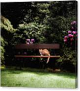 Cat On A Bench....a Place To Relax Canvas Print