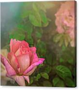 A Rose For Mother Canvas Print