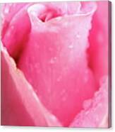 A Rose Is A Rose Canvas Print
