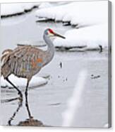 A Sandhill Crane In Michigan Winter Canvas Print