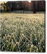 Stem Of Grass Are Covering Snow. Canvas Print
