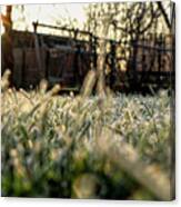 A Stem Of Grass With Sunrise. A Wonderful Story Of Beauty Canvas Print