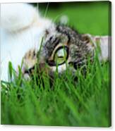 Tabby Kitten Lying In Grass Canvas Print
