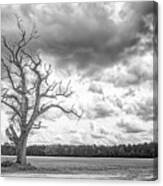 A Tree With Great Character - Eastern North Carolina Canvas Print