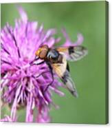 A Volucella Pellucens Pollinating Red Clover Canvas Print