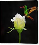 A White Rosebud Visited By Tom Thumb Canvas Print