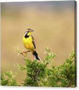 A Yellow-throated Longclaw, Macronyx Croceus, Perched On A Thorn Canvas Print