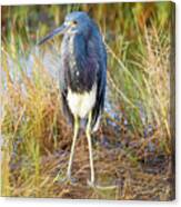A Young Blue Heron Canvas Print