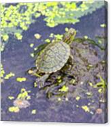 A Young Turtle In A Lake Canvas Print