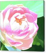 Abstract Lotus Blossom #2 Canvas Print