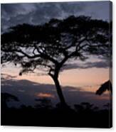 Acacia Trees Sunset Canvas Print