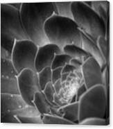 Aeonium Plant In The Rain Canvas Print