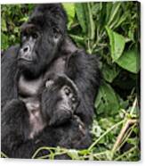 Affection, Mountain Gorillas Canvas Print