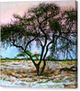 African Acacia Tree Canvas Print