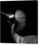 African Crowned Crane In Black And White Canvas Print