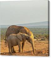 African Elephants, Mother And Son ,  Drinking At Sunset Canvas Print