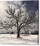 After The Snow - Majestic Snow-frosted Oak Tree In Wisconsin Field With Farm In Background Canvas Print