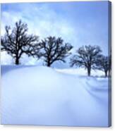 After The Storm - Oak Trees With Snowdrift After A Snowstorm Canvas Print