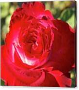 Afternoon Red Rose Canvas Print