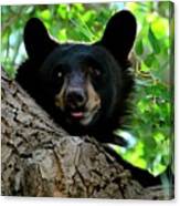 Alert Bear In Tree Canvas Print