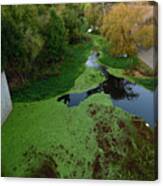 Algae In Los Gatos Creek, Cambell Canvas Print