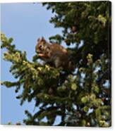 All You Can Eat Buffet-red Squirrel Canvas Print