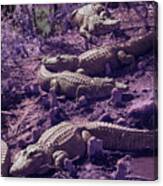 Alligators Canvas Print