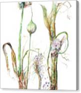 Allium Ampeloprasum Canvas Print